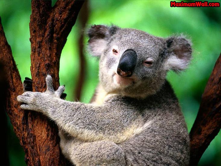 zwierzęta - animals - koala.jpg