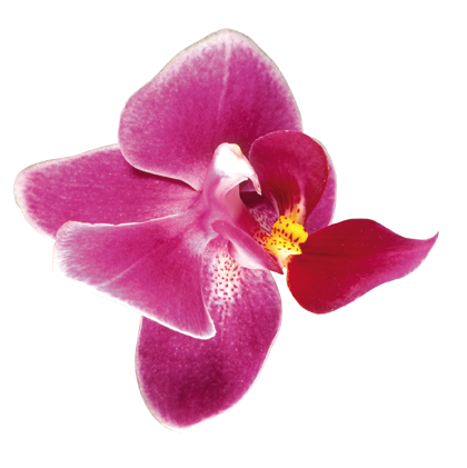 orchidea - 39. Orchidea.png
