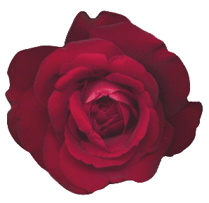 róże - Redroseandhugs.gif