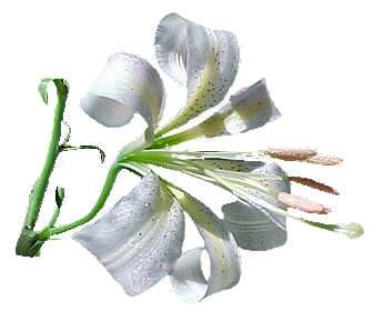 dodatki do ramek - White Lily.png