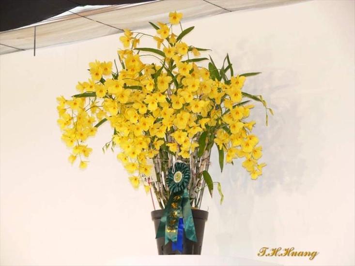 Orchidee w Tajwanie - Slajd28.JPG
