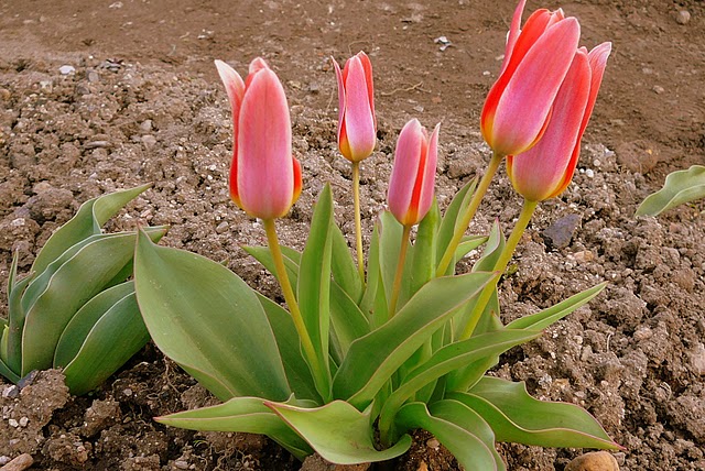 tulipany - tulipanki.jpg