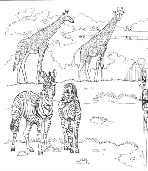 zoo - kolorowanki - giraffes.gif