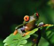 zwierzęta - Frog on the Leaf.jpg