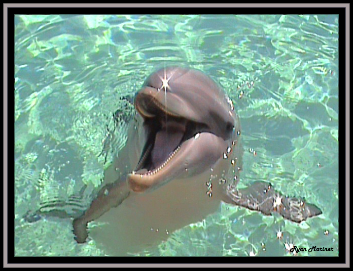 kochane delfiny - Dolphin_by_razzmar31.jpg