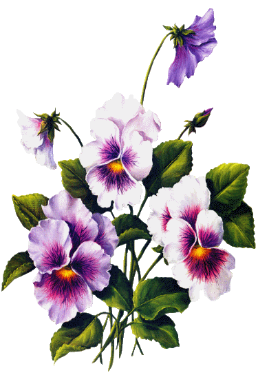 gify-bratki - kwiaty bratki98184.gif