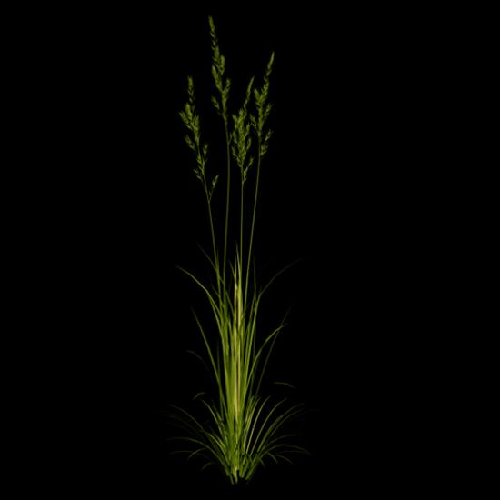 Trawy i gałązki - CK lab grass 3.png