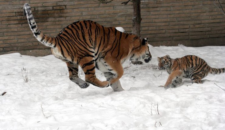 Zwierzęta - 800px-Panthera_tigris_altaica_29_-_Buffalo_Zoo.jpg