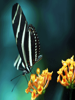 zwierzęta - butterfly_4tb5ze171.gif