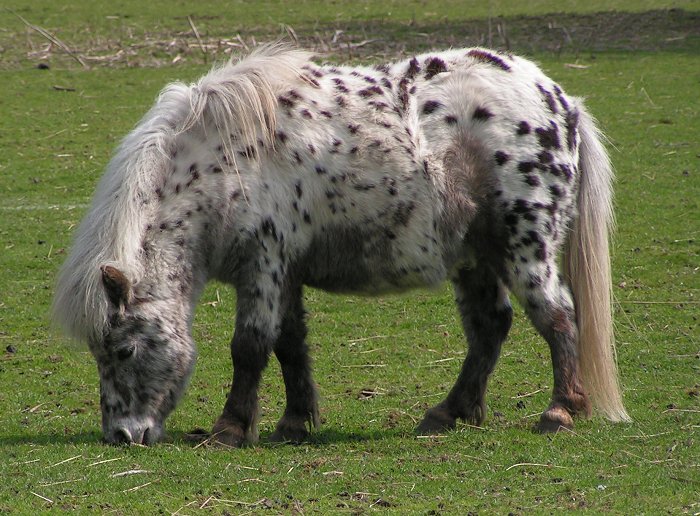 Konie FOTKI - Shetland pony dalmatian.jpg