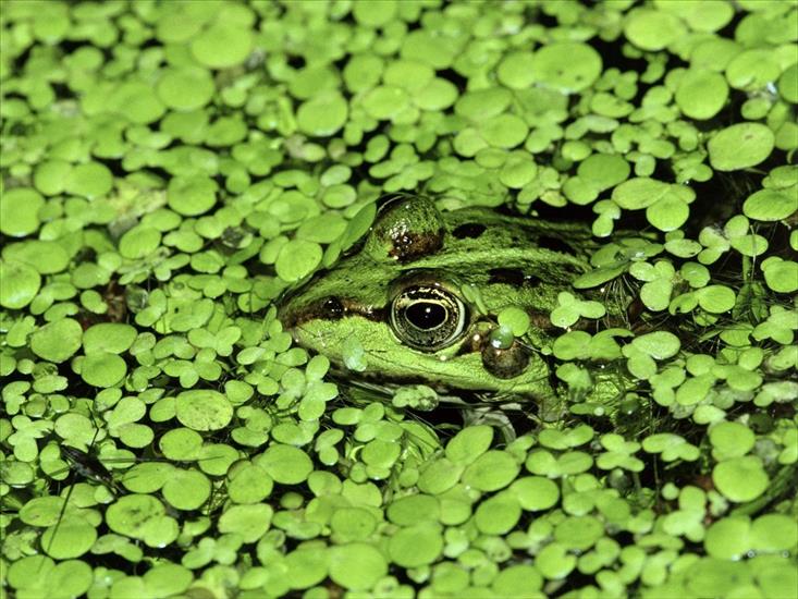 wallpapers - Camouflage Frog.jpg
