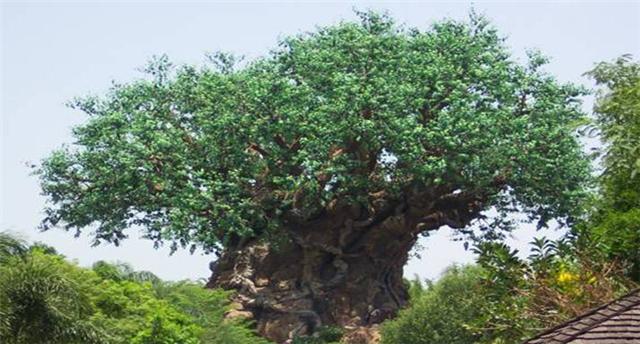 Drzewo Olbrzym - Wonder_Tree_Andra_Pradesh_India__2.jpg