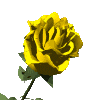 róże - rose411.gif