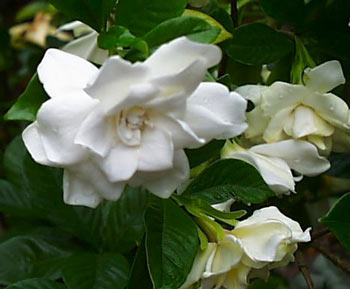 WIOSENNE - gardenia-white.jpg