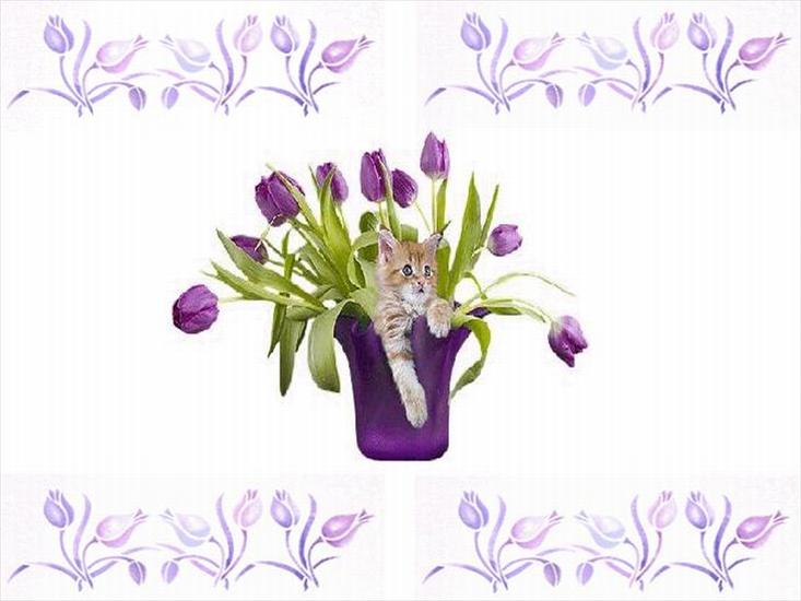 KWIATY - Tulip Kitty.jpg