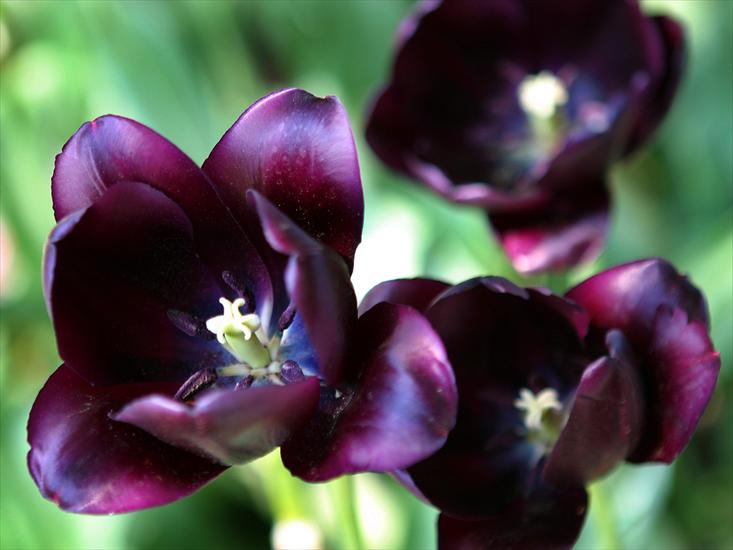 Kwiaty - Purple Tulips.jpg