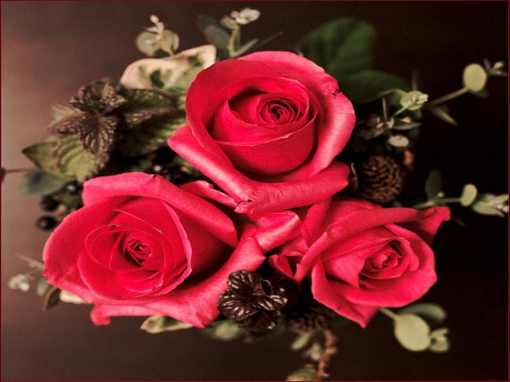 czerwone róże - roze2 55.jpg