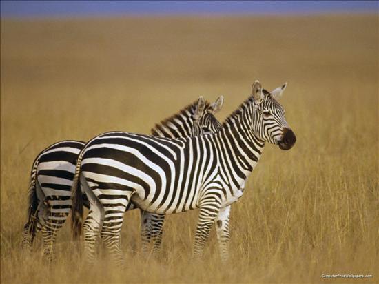 Zebry - Zebra 2.jpg