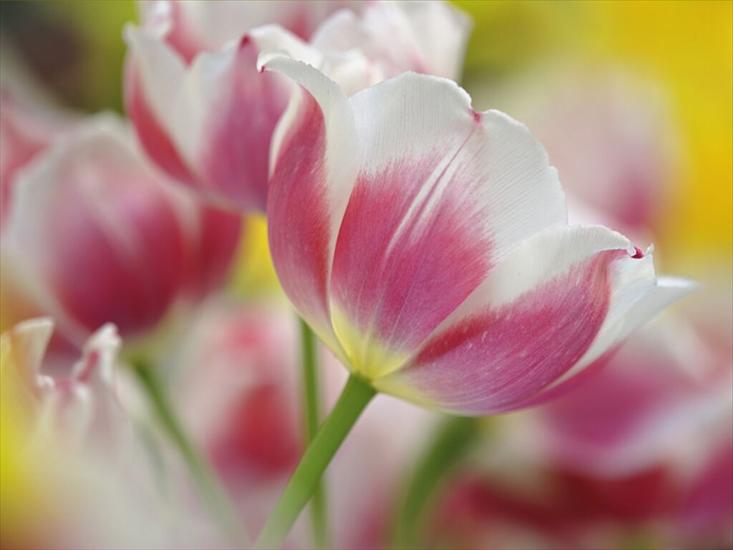 Kwiaty - tulipesrose064.jpg
