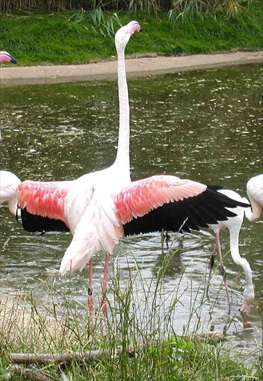 Flamingi - Flamingo.greater.flaps..jpg