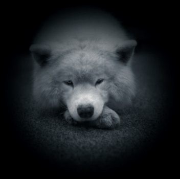 Długość Dźwięku Samotności - wilk.jpg