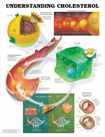 plansze dydaktyczne - budowa ciała człowieka ENG - 97-Cholesterol.jpg