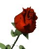 Roze - flower-rose-007_021.gif