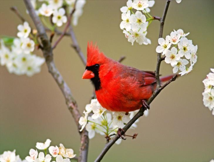 Ptaki - cardinal0.jpg
