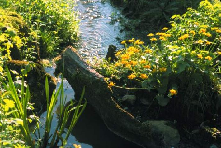 Ogrody-inspiracje - naturalny strumien wodny.jpg