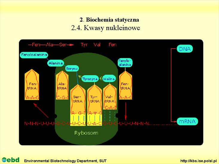 BIOCHEMIA 2 - biochemia statyczna - Slajd74.TIF