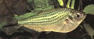 Ryby akwariowe - Triportheus20angulatus1.jpg