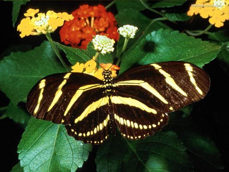 Motyle - animal49.jpg