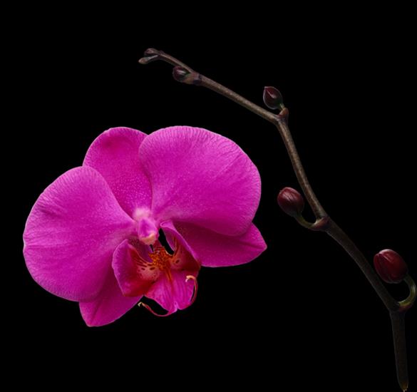 orchidea - 22. Orchidea.png