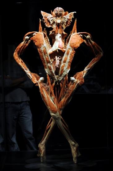 Body Worlds - Body_Worlds_USA_3182326.jpg