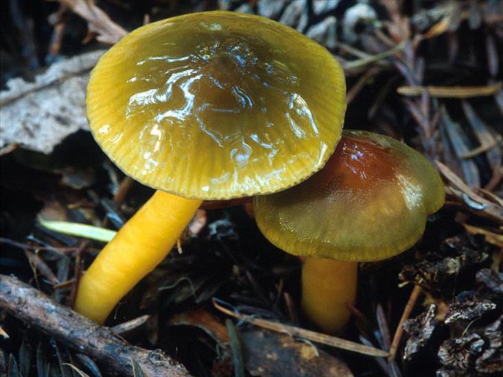 fungus - fungos-017.jpg