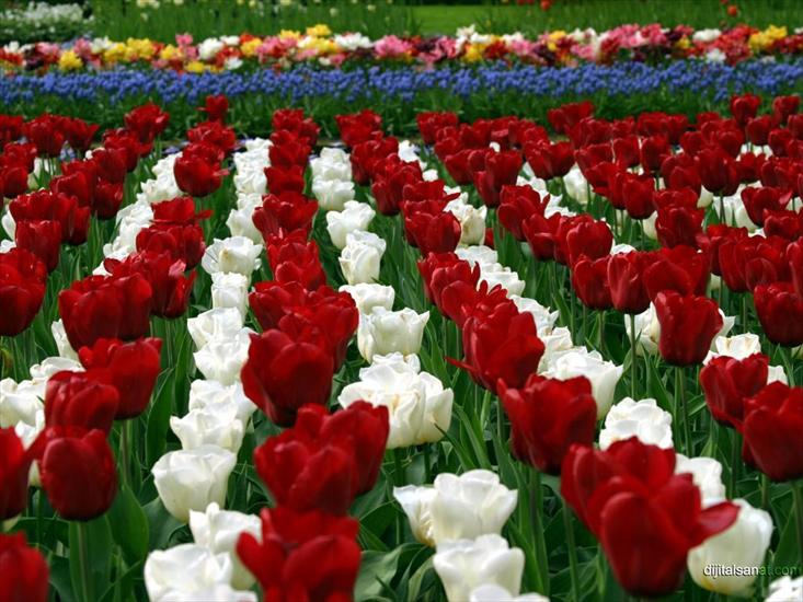 tulipany - 151.jpg