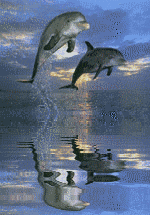 Delfiny - Image658.aspx