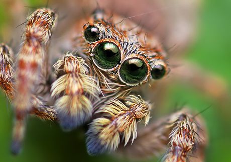 Owady i robaczki - arachnefilia_pająk.jpeg