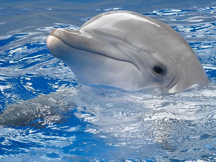 podwodne stwory - delfin6.jpg