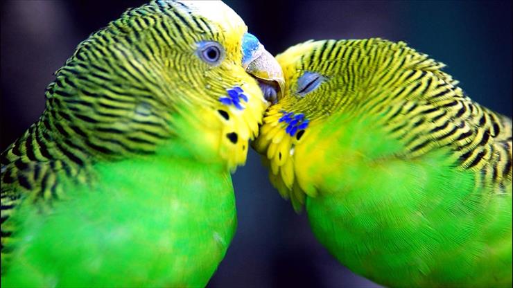 tapety na pulpit - parrots-1920x1080.jpg