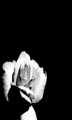 tapety - Rose_Black_And_White.jpg