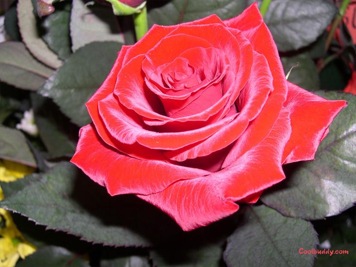 róże - love_flower-1024-13.jpg