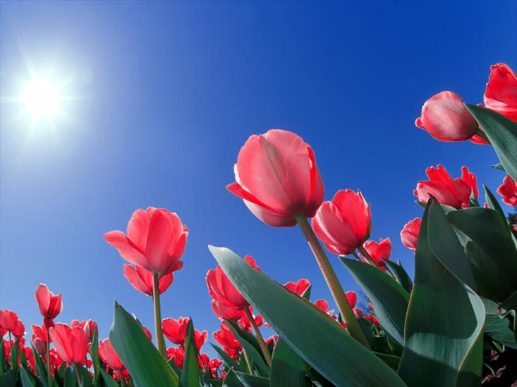 Kwiaty1 - Red_Tulips,_Cincinnati,_Ohio.jpg