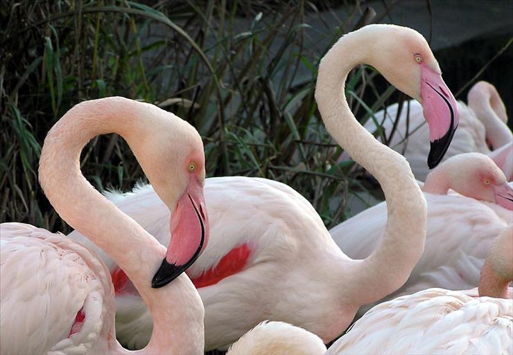 Flamingi - Flamingi_greater.flamingo.arp.jpg