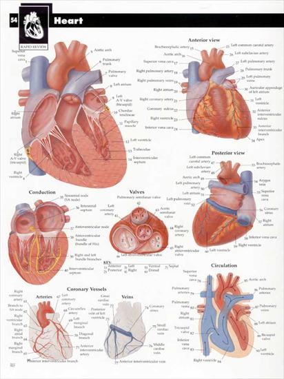plansze dydaktyczne - budowa ciała człowieka ENG - 93-Serce.jpg