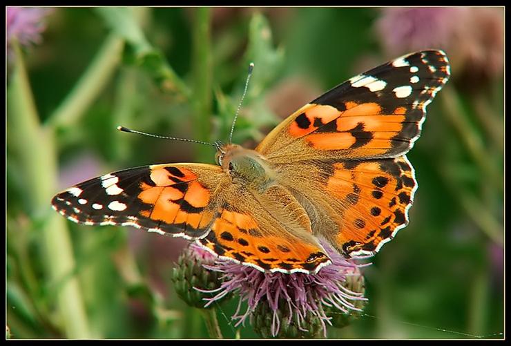 Piękne motyle - MOTYLE 229.jpg