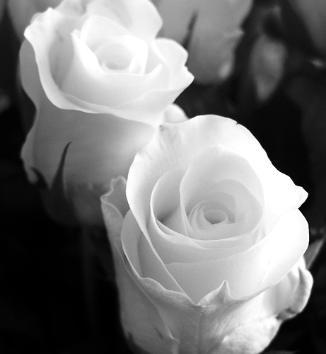 białe róże - NJ.jpeg