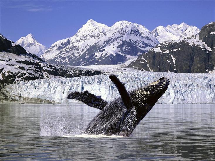 głębia oceanu - Humpback Whale, Alaska.jpg