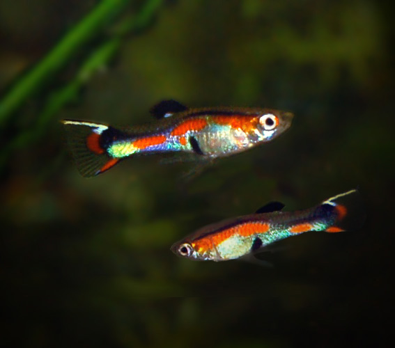ryby z akwarium - Gupik Endlera.jpg