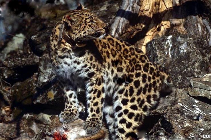 Zwierzęta - Wild-Amur-leopard-with-radio-collar_1600x1039.jpg